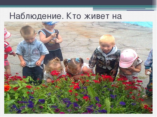 Методический совет на тему: "Влияние метода наблюдения на экологическое воспитание детей младшего дошкольного возраста