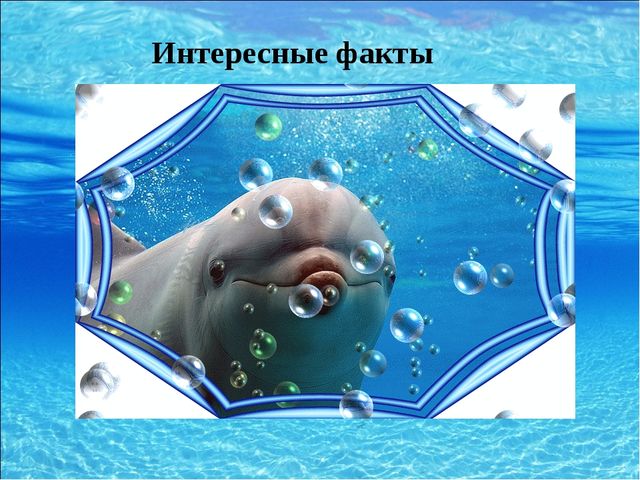 Презентация для дошкольников на тему "Морские обитатели"