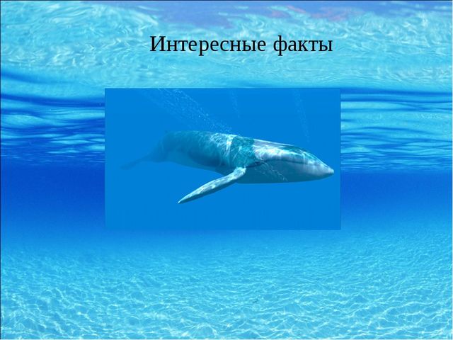 Презентация для дошкольников на тему "Морские обитатели"