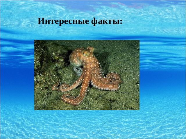 Презентация для дошкольников на тему "Морские обитатели"