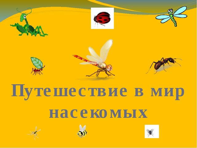 Презентация по ознакомлению с окружающим миром. Тема:" Путешествие в мир насекомых" для детей 4-5 лет.