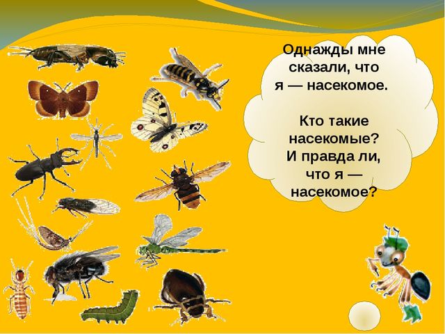 Презентация по ознакомлению с окружающим миром. Тема:" Путешествие в мир насекомых" для детей 4-5 лет.