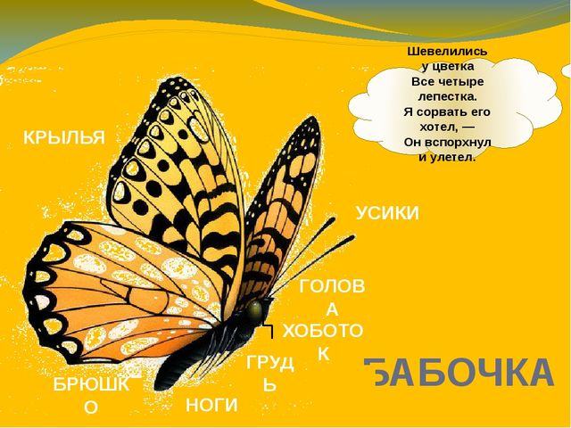 Презентация по ознакомлению с окружающим миром. Тема:" Путешествие в мир насекомых" для детей 4-5 лет.