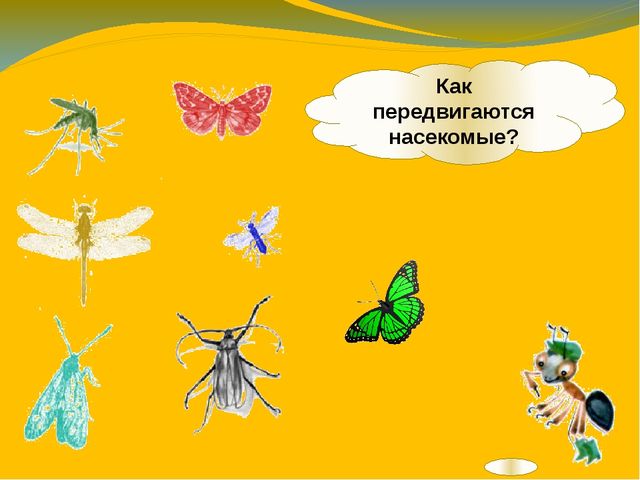 Презентация по ознакомлению с окружающим миром. Тема:" Путешествие в мир насекомых" для детей 4-5 лет.