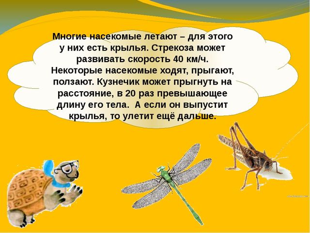 Презентация по ознакомлению с окружающим миром. Тема:" Путешествие в мир насекомых" для детей 4-5 лет.