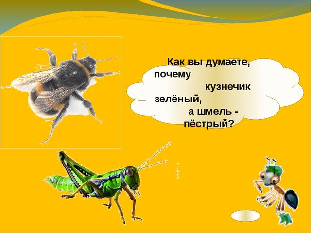 Презентация по ознакомлению с окружающим миром. Тема:" Путешествие в мир насекомых" для детей 4-5 лет.