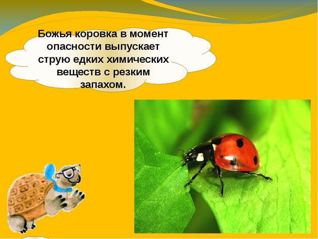 Презентация по ознакомлению с окружающим миром. Тема:" Путешествие в мир насекомых" для детей 4-5 лет.