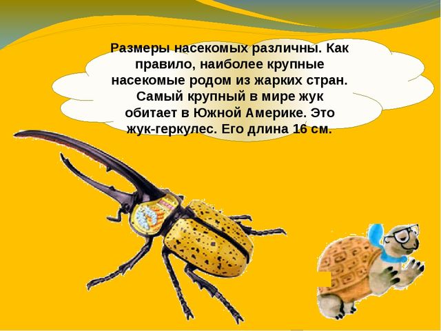 Презентация по ознакомлению с окружающим миром. Тема:" Путешествие в мир насекомых" для детей 4-5 лет.