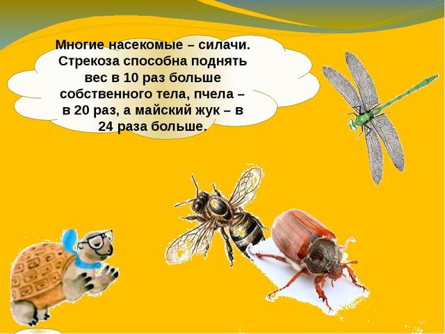 Презентация по ознакомлению с окружающим миром. Тема:" Путешествие в мир насекомых" для детей 4-5 лет.