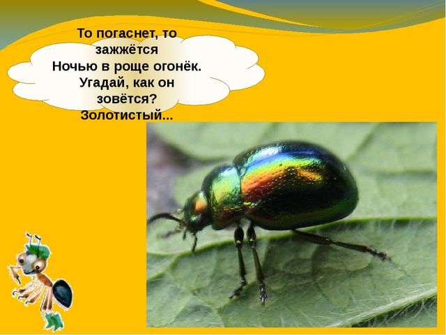 Презентация по ознакомлению с окружающим миром. Тема:" Путешествие в мир насекомых" для детей 4-5 лет.