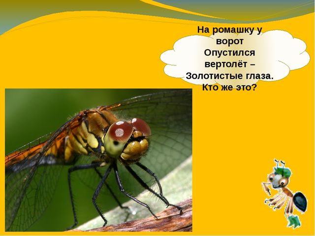 Презентация по ознакомлению с окружающим миром. Тема:" Путешествие в мир насекомых" для детей 4-5 лет.