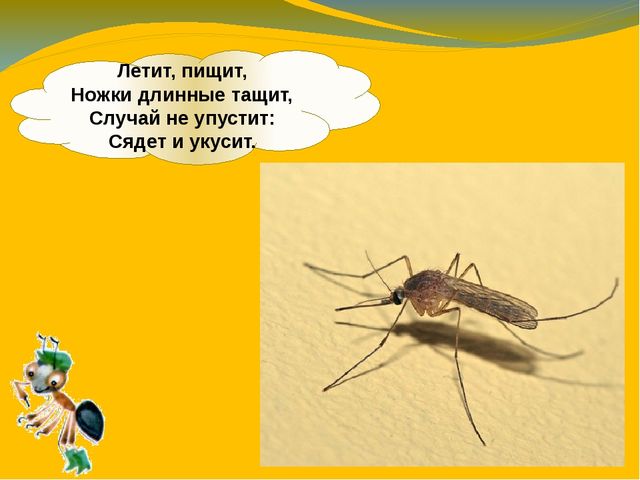 Презентация по ознакомлению с окружающим миром. Тема:" Путешествие в мир насекомых" для детей 4-5 лет.