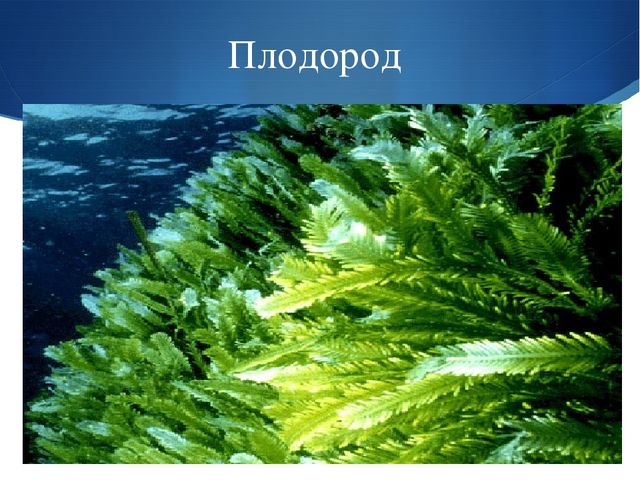 Презентация к занятию по окружающему миру на тему "Мировой океан" (подготовительная группа)