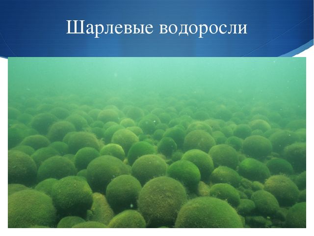 Презентация к занятию по окружающему миру на тему "Мировой океан" (подготовительная группа)