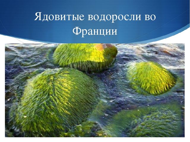 Презентация к занятию по окружающему миру на тему "Мировой океан" (подготовительная группа)