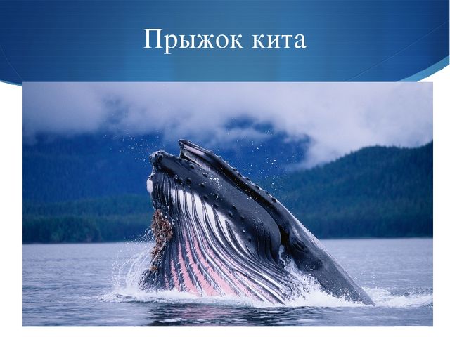 Презентация к занятию по окружающему миру на тему "Мировой океан" (подготовительная группа)