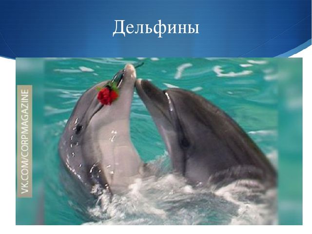 Презентация к занятию по окружающему миру на тему "Мировой океан" (подготовительная группа)