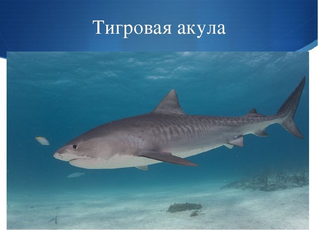 Презентация к занятию по окружающему миру на тему "Мировой океан" (подготовительная группа)