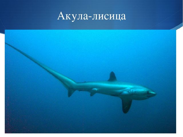 Презентация к занятию по окружающему миру на тему "Мировой океан" (подготовительная группа)