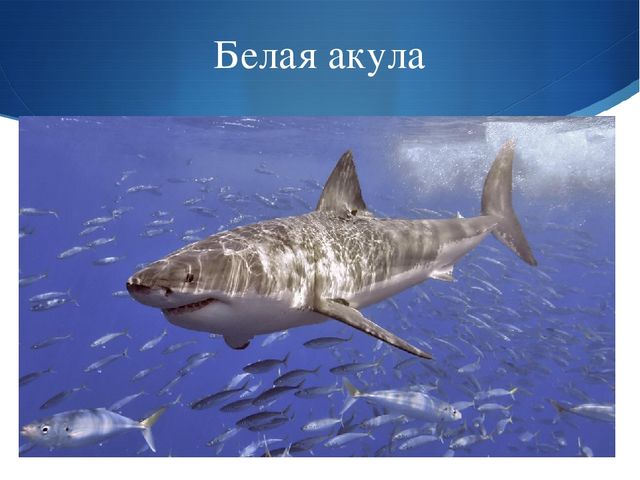 Презентация к занятию по окружающему миру на тему "Мировой океан" (подготовительная группа)