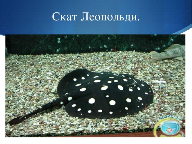 Презентация к занятию по окружающему миру на тему "Мировой океан" (подготовительная группа)