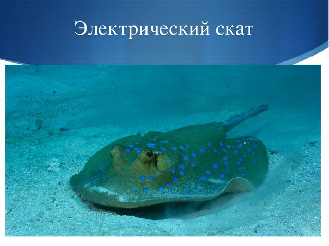 Презентация к занятию по окружающему миру на тему "Мировой океан" (подготовительная группа)