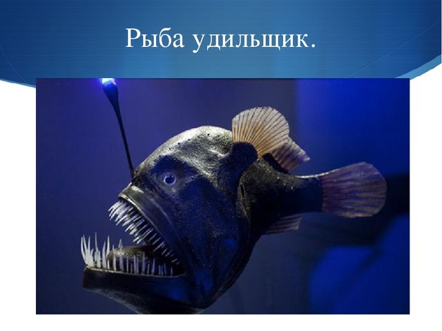 Презентация к занятию по окружающему миру на тему "Мировой океан" (подготовительная группа)