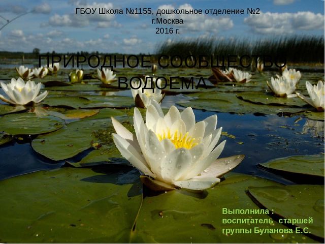 Презентация по окружающему миру "Жизнь и загадки пресного водоема"