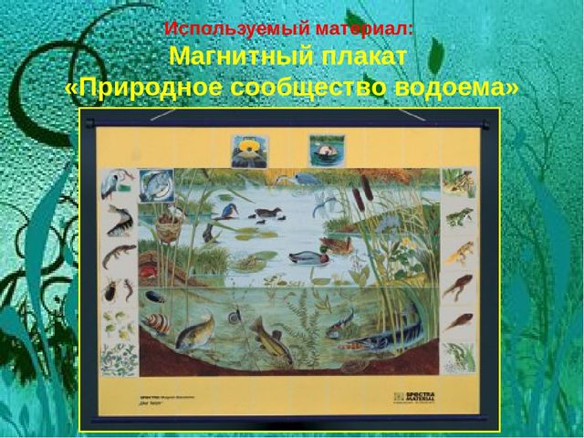 Презентация по окружающему миру "Жизнь и загадки пресного водоема"