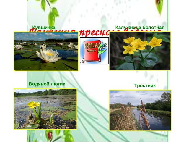 Презентация по окружающему миру "Жизнь и загадки пресного водоема"