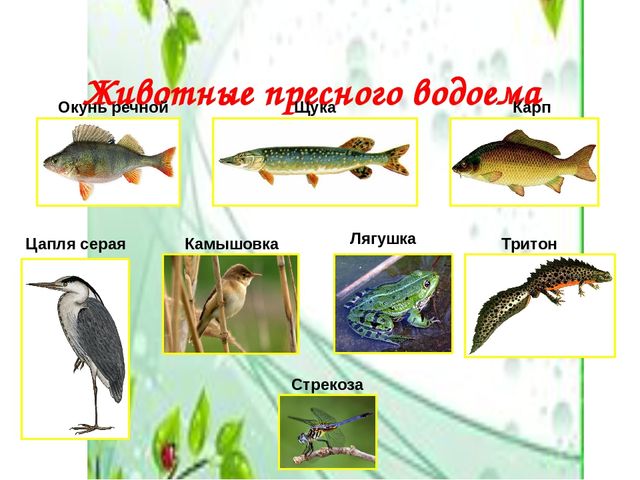 Презентация по окружающему миру "Жизнь и загадки пресного водоема"