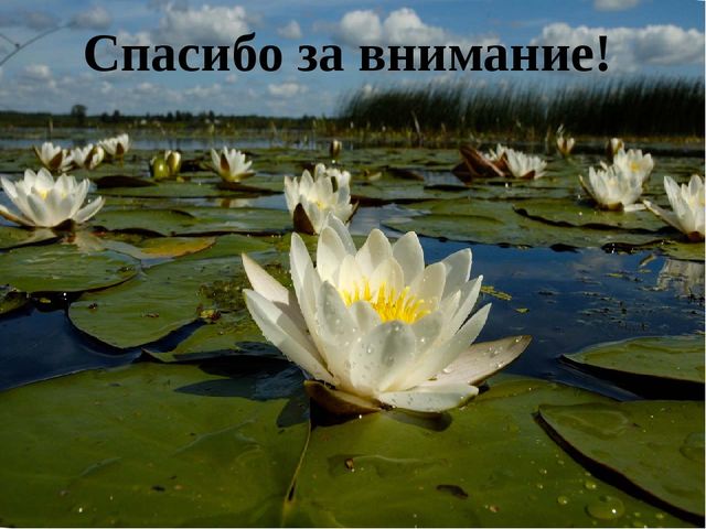 Презентация по окружающему миру "Жизнь и загадки пресного водоема"