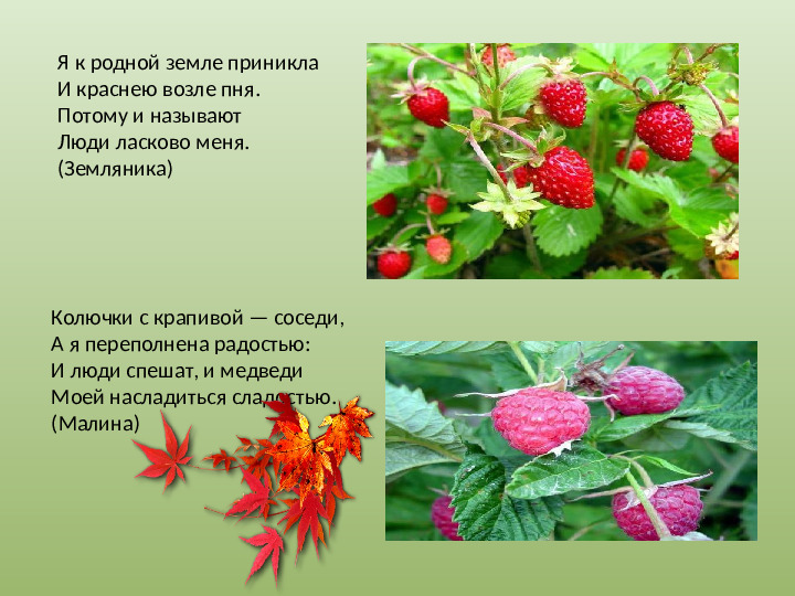 Презентация "Осенний урожай" (прилагается к конспекту "Осенний урожай")