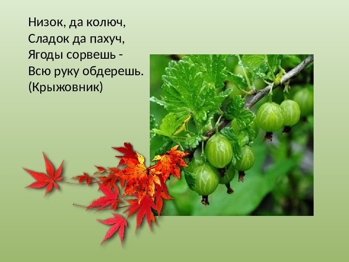 Презентация "Осенний урожай" (прилагается к конспекту "Осенний урожай")
