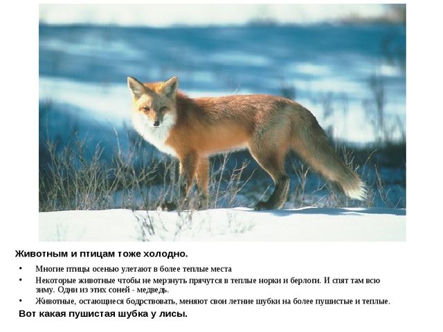 Презентация на тему "Зима"