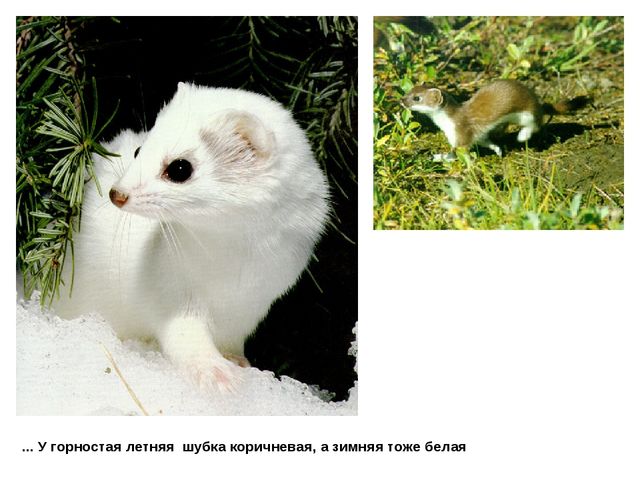 Презентация на тему "Зима"