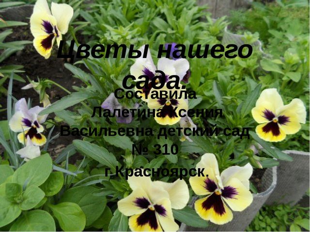 Презентация "Цветы нашего сада" Лалетина Ксения Васильевна