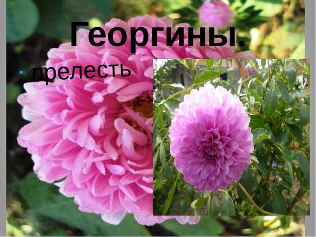 Презентация "Цветы нашего сада" Лалетина Ксения Васильевна