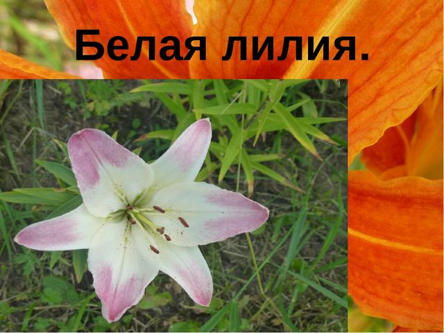 Презентация "Цветы нашего сада" Лалетина Ксения Васильевна