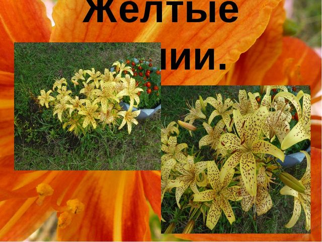 Презентация "Цветы нашего сада" Лалетина Ксения Васильевна
