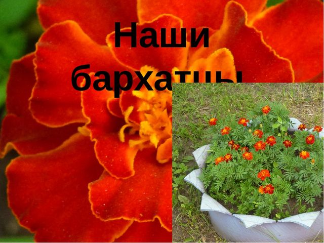 Презентация "Цветы нашего сада" Лалетина Ксения Васильевна