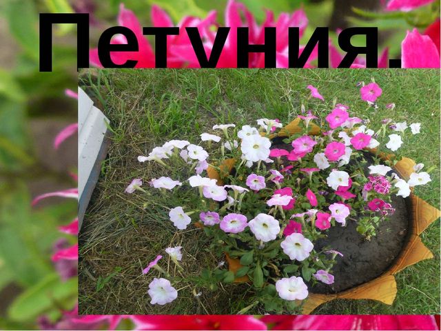 Презентация "Цветы нашего сада" Лалетина Ксения Васильевна