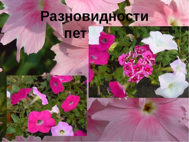 Презентация "Цветы нашего сада" Лалетина Ксения Васильевна