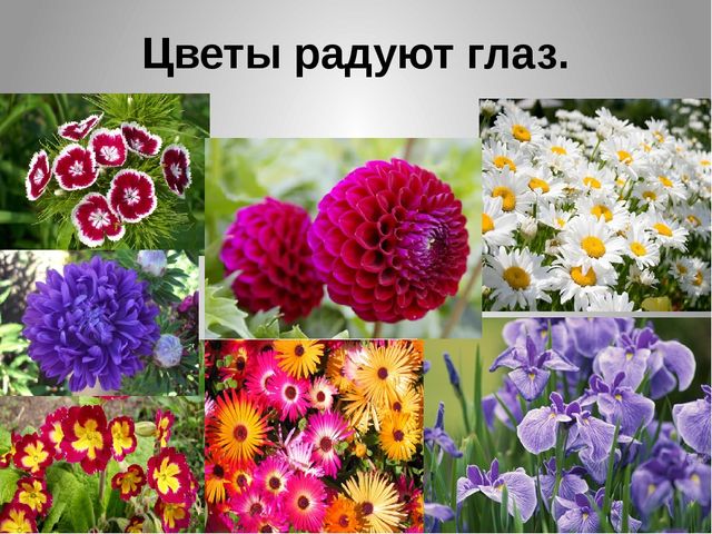 Презентация "Цветы нашего сада" Лалетина Ксения Васильевна