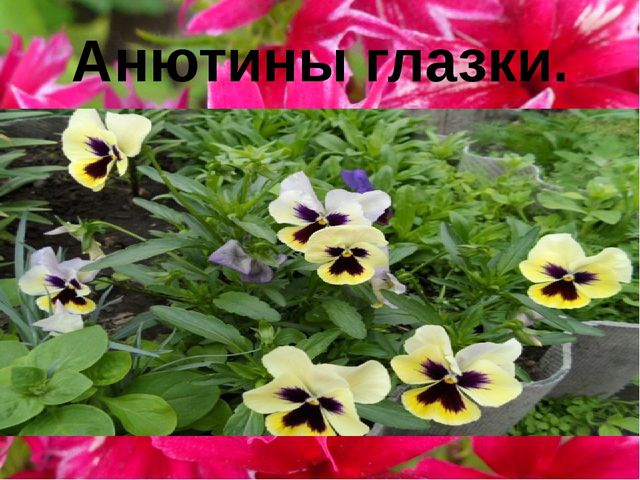 Презентация "Цветы нашего сада" Лалетина Ксения Васильевна