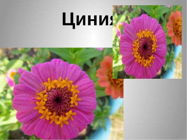 Презентация "Цветы нашего сада" Лалетина Ксения Васильевна