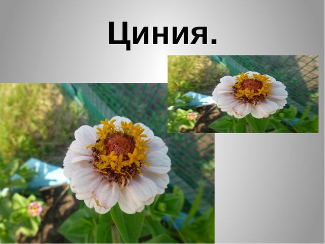Презентация "Цветы нашего сада" Лалетина Ксения Васильевна