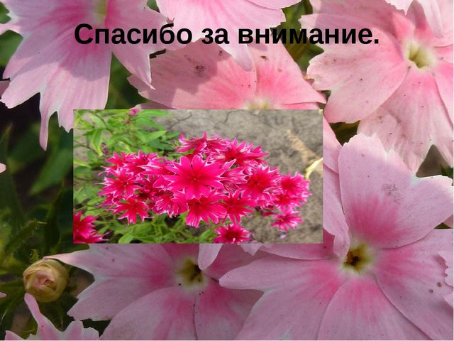 Презентация "Цветы нашего сада" Лалетина Ксения Васильевна
