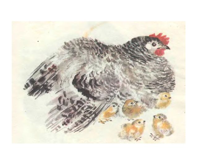Кроссворд по книге Е.Чарушина "На нашем дворе"