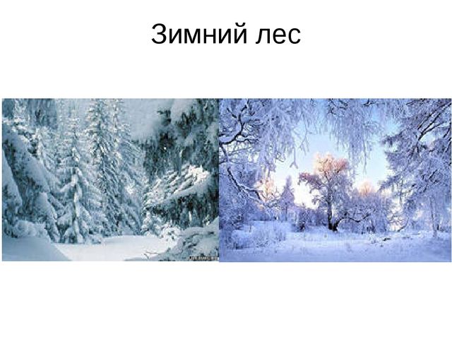Презентация "Путешествие в лесу"